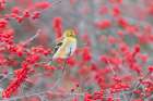 American Goldfinch in winter plumage in Winterberry bush-Marion County-Illinois Art Print